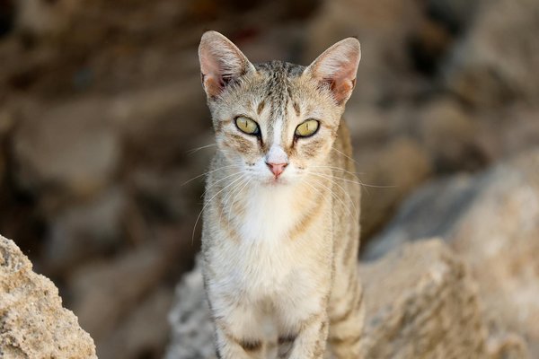 The ultimate experience: exploring the mystery box one plus