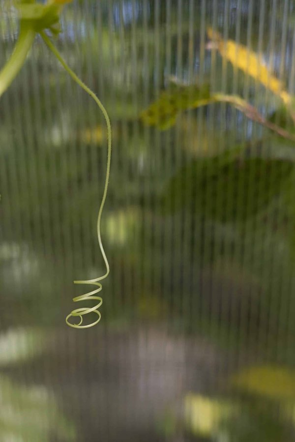 What's the Most Effective Training Strategy for a Dog with Hearing Impairment?